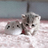 FinDMM_2
